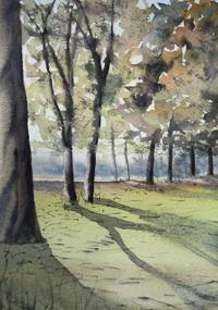 Time Slows Beneath the Canopy