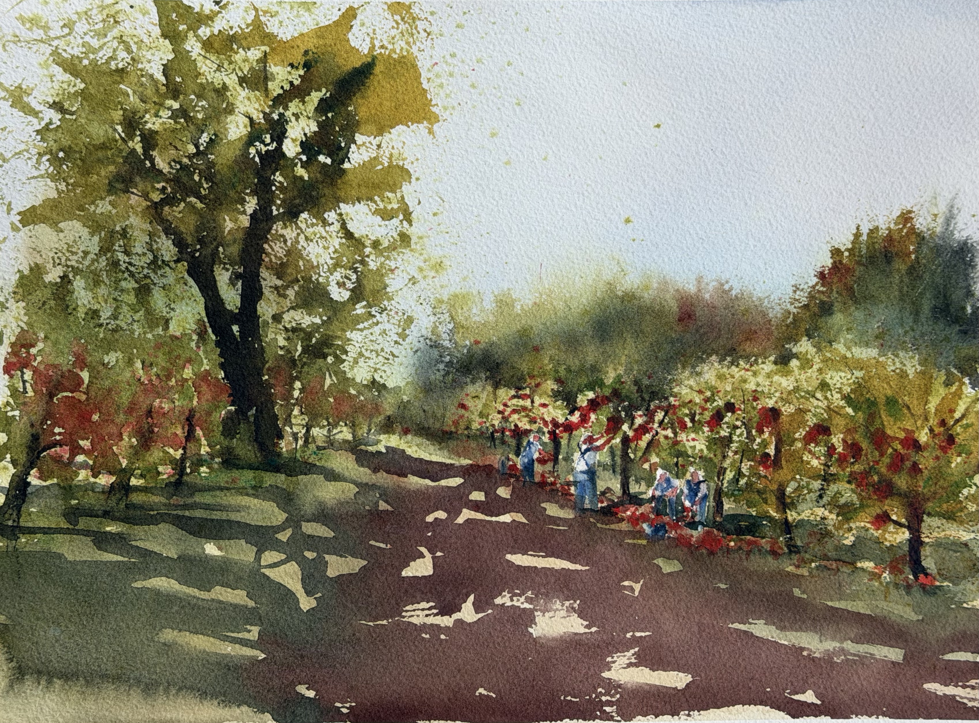 Sunlit path in saratoga